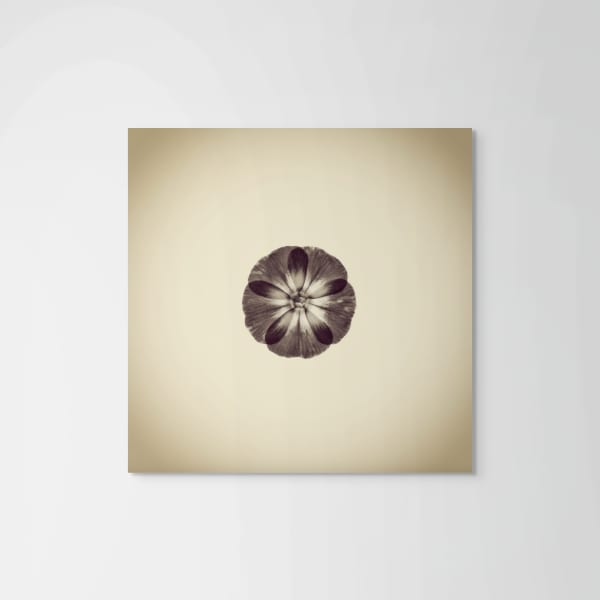 Joshua White Zinnia, Zinnia sp., 2013