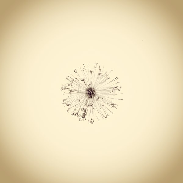 Joshua White Oak Apple Wasp Gall Interior, Amphibolips confluenta, 2015