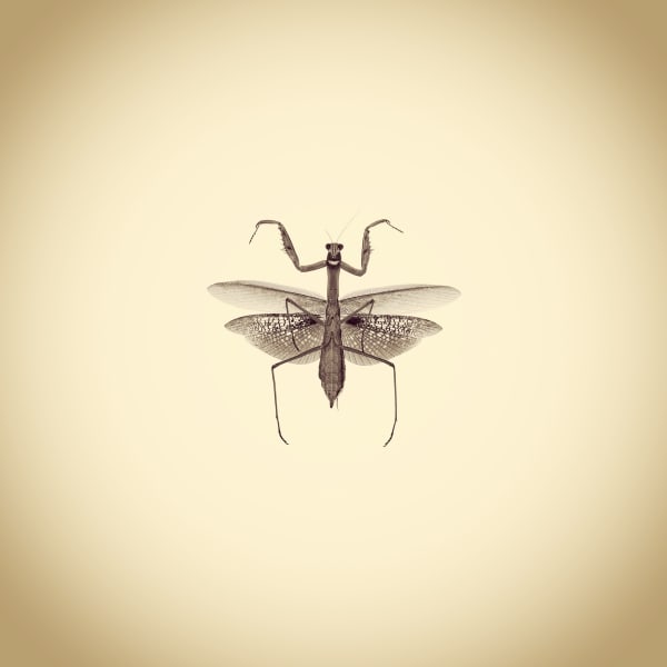 Joshua White Female Chinese Mantis, Tenodera sinenesis, 2017