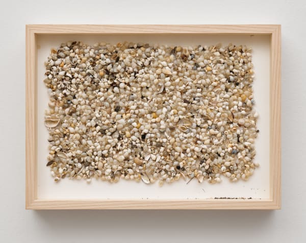 herman de vries, coll. am ostsee strand, 2024