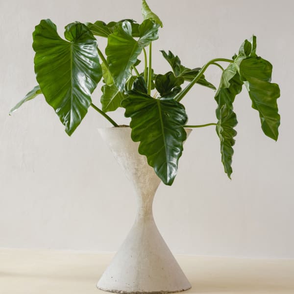 Willy Guhl, Spindel Planter, 1960s