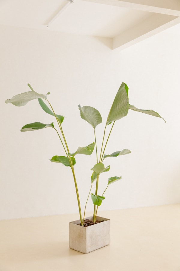 Willy Guhl, Planter, 1960s