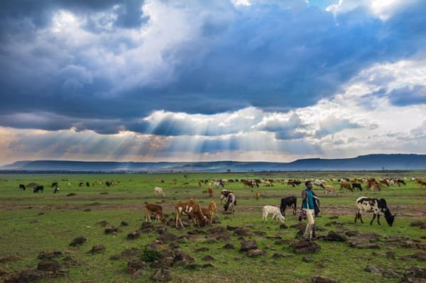 Eddy Li 李秀恒, Maasai Mara, Kenya 肯亞馬賽馬拉, 2011
