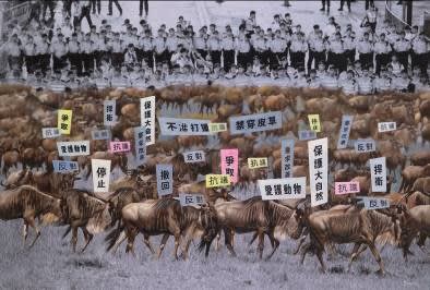 Samantha Li 李楚洳, Animal Rights, 2012