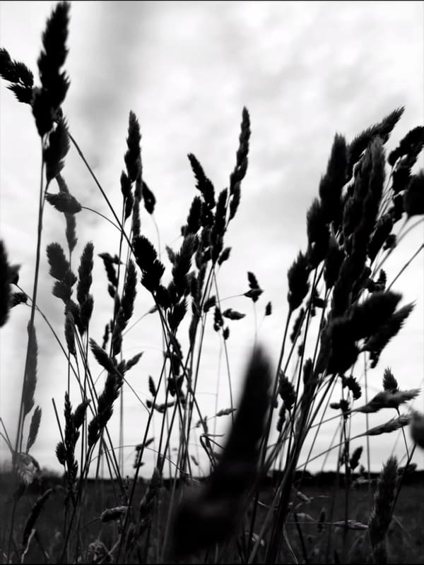 Niamh O'Malley, ‘Grasses’ , 2019