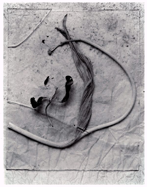 John Blakemore, Tulipa - Homage to Paul Klee, 1980