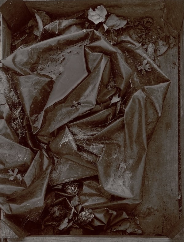 John Blakemore, Apple / Time No.4 from the series "The Neglected Garden", 1980