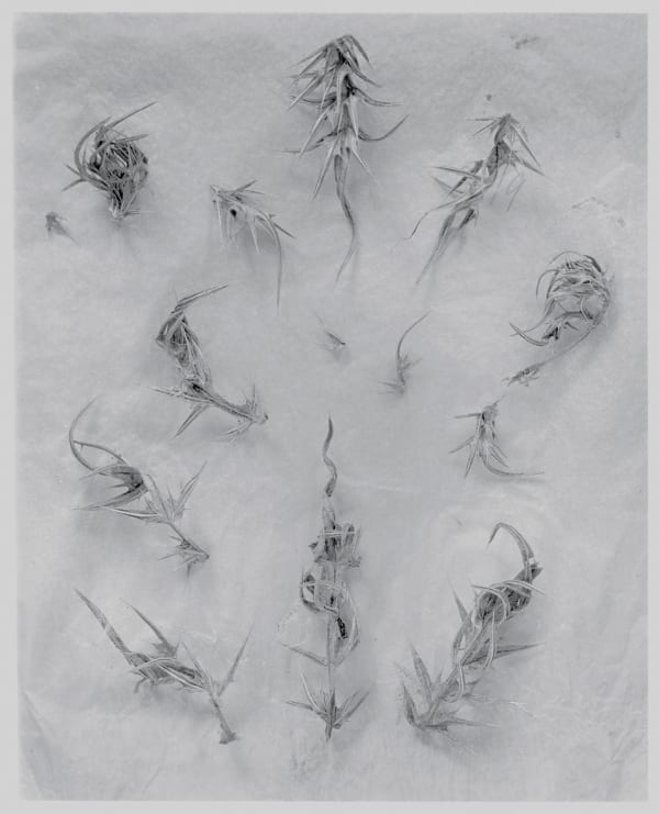 John Blakemore, Thistles Series, 1982