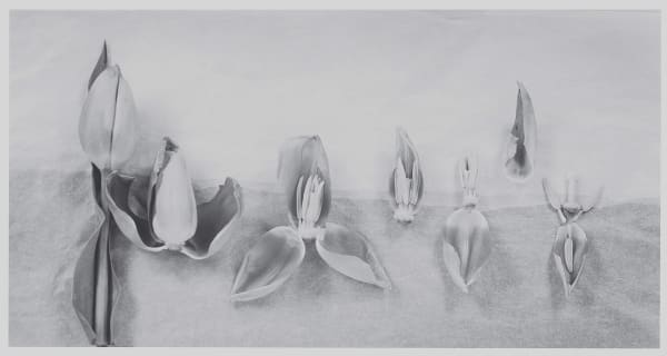 John Blakemore, From "Tulipomania" (Tulipa - Dissections No.8), 1990