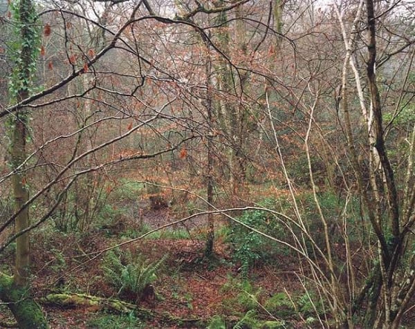 Jem Southam, The Painter's Pool, 04 January 2004, 2004