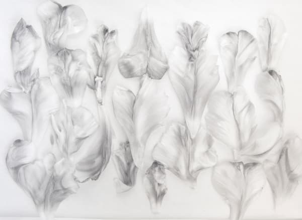 Tulipa 1984-2003