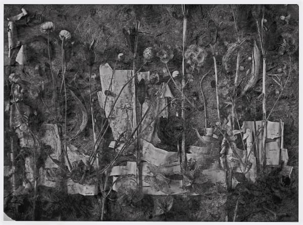 John Blakemore, Amergen - The Garden in Winter, 1991