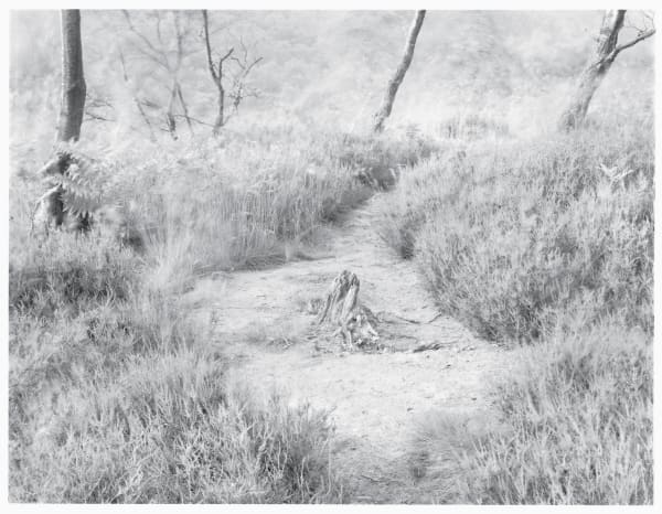 John Blakemore, From "Wind" Series II No.1, 1981