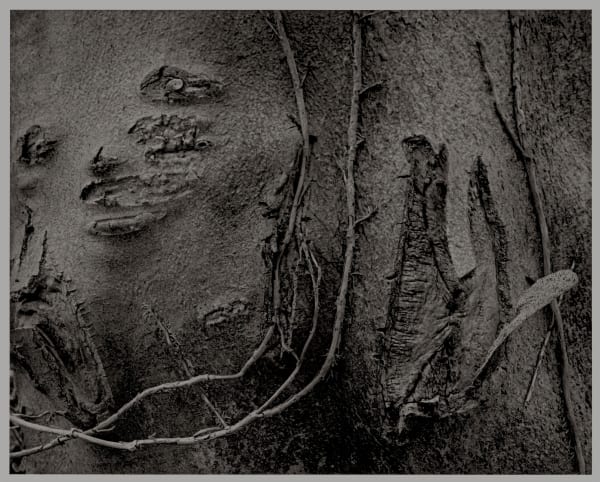 John Blakemore, From "Wounds of Trees", 1970