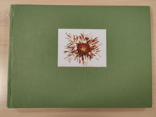 John Blakemore, A year of Flowers 2013 - October, 2013