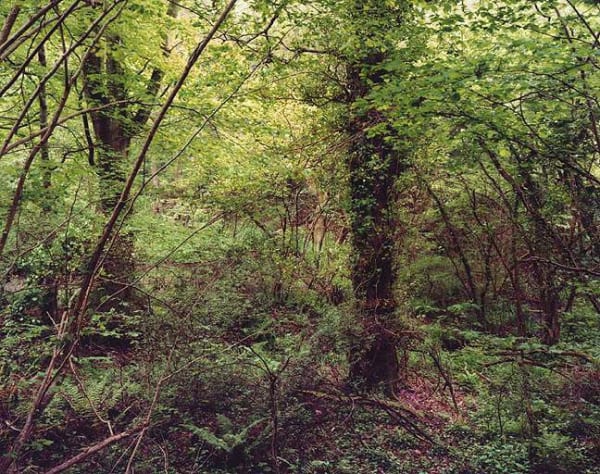 Jem Southam, The Painter's Pool, 28 May 2003 (right), 2003