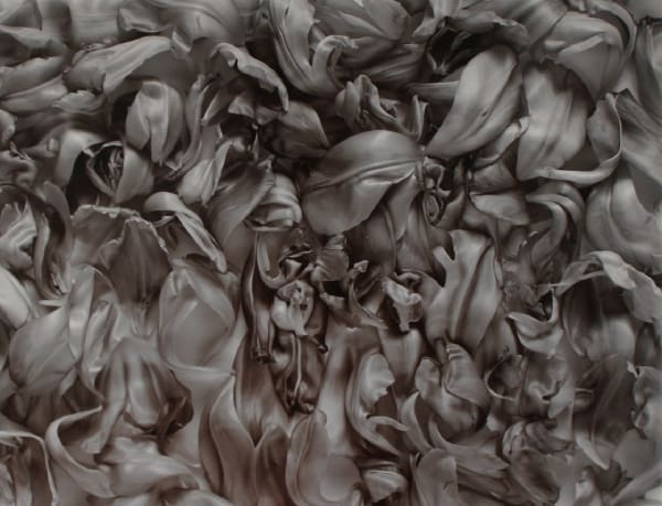 John Blakemore, Tulipa - Garden of Earthly Delights (2), 1994