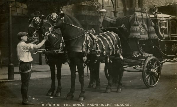 Christina Broom, A Pair of the King's Magnificent Blacks, 1912