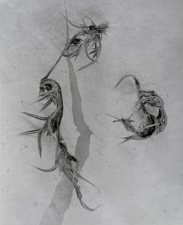 John Blakemore, from Thistle Series, 1981