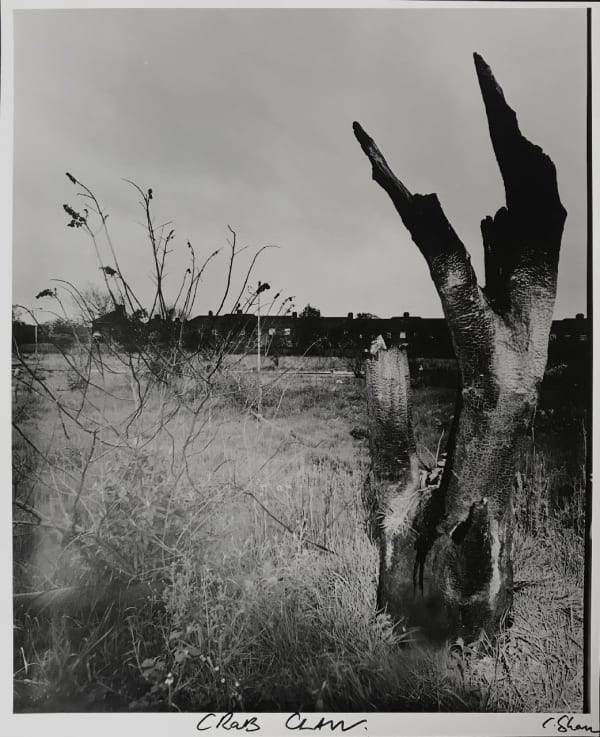 The Weeds of Wallasey