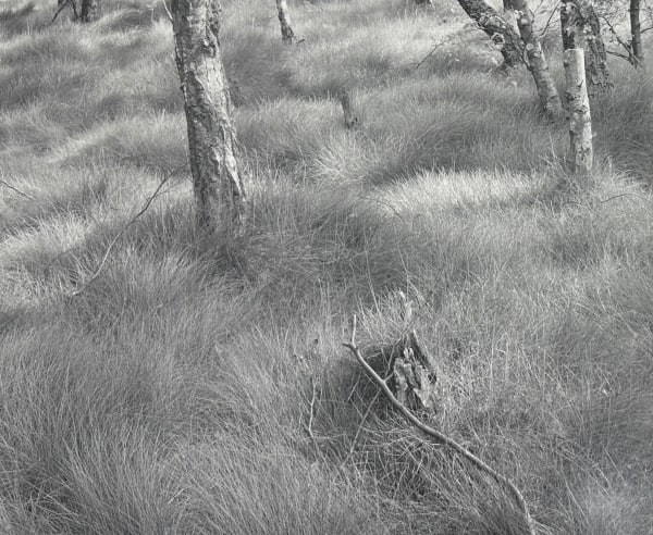 John Blakemore, From "Lila" sequence 3, 1981