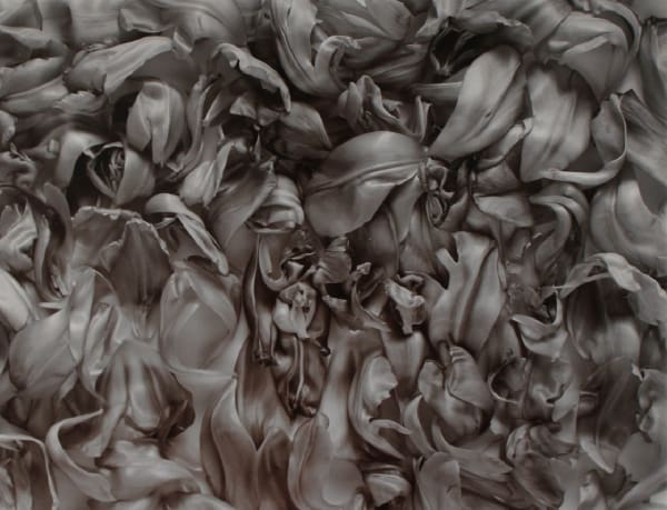 John Blakemore, Tulipa - Garden of Earthly Delights (2), 1994