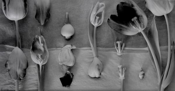 John Blakemore, From "Tulipomania" (Tulipa - Dissections No.9), 1991
