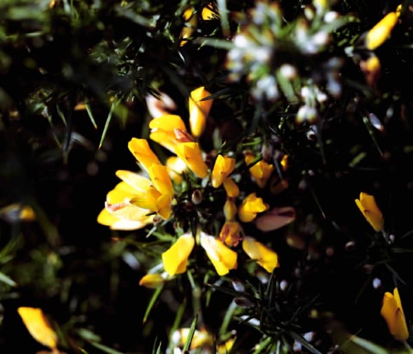 Isaac Julien, Prospect Cottage, 2020