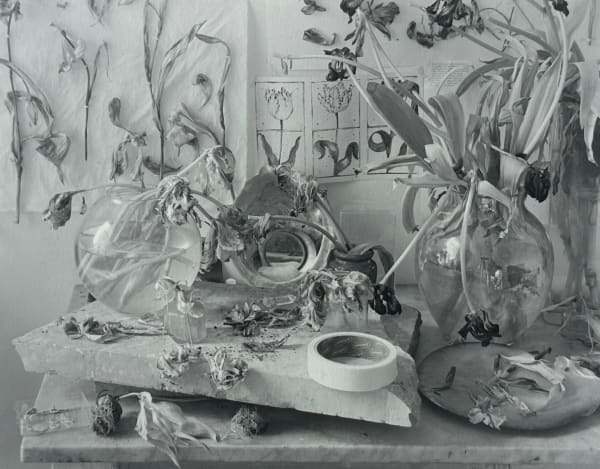 John Blakemore, Tulipa (The Studio Table 3), 1994