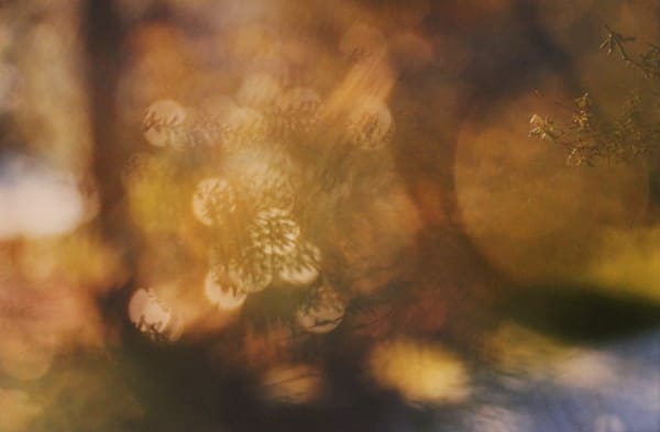 John Blakemore, From "The Luminous Garden", 1999