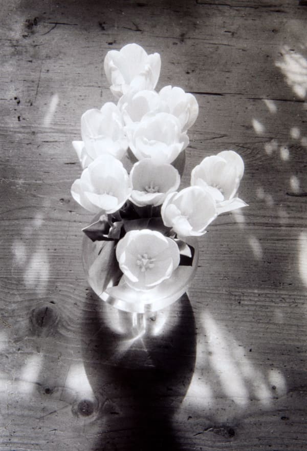 John Blakemore, Tulips from "Kitchen" series, 1993