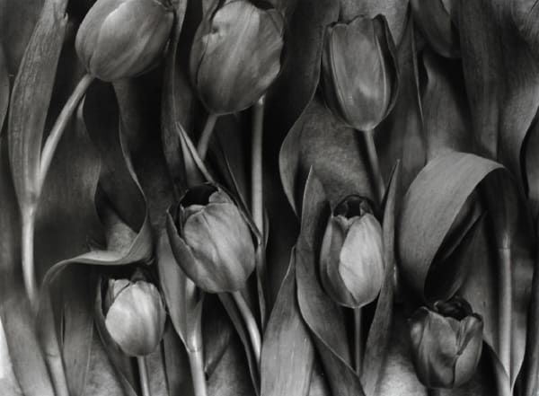 John Blakemore, Tulipa - Celebrations, 1990s