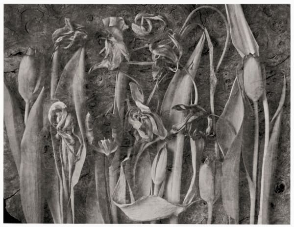 John Blakemore, From "Tulipomania" (Tulips - The Generations, no.1), 1991