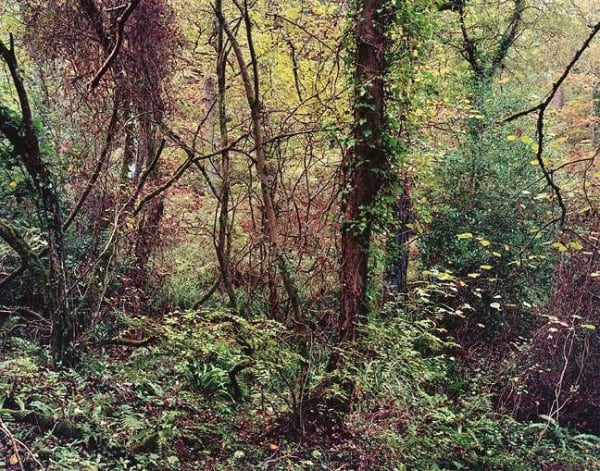 Jem Southam, The Painter's Pool, 01 October 2003, 2003