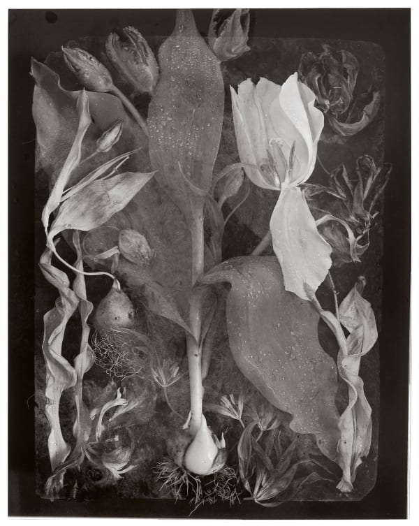 John Blakemore, Tulipa - The Generations' No.14, 1984