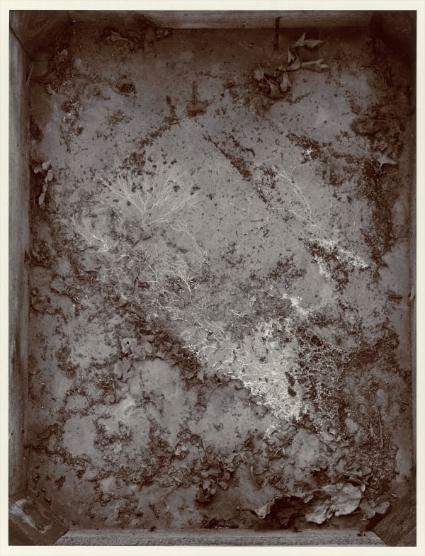 John Blakemore, The Neglected Garden, 1980