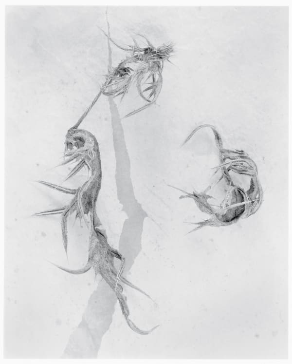 John Blakemore, From "Thistle" Series, 1981