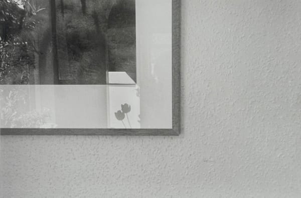 John Blakemore, Tulipa, 1986