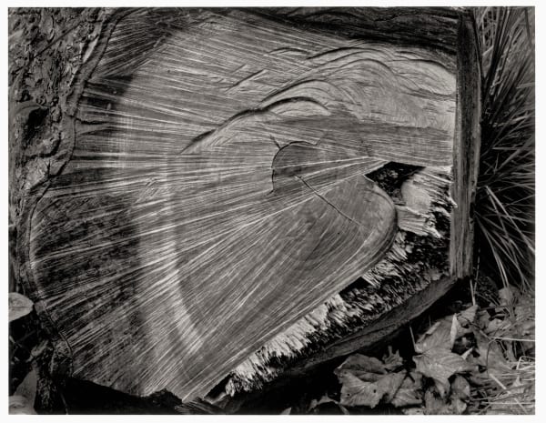 John Blakemore, From "Premonitions" (Tree Stump, Ambergate, Derbyshire), 1970s