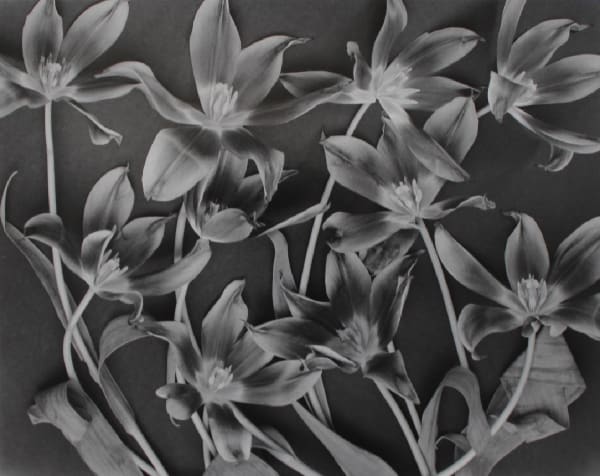 John Blakemore, Tulipa - Celebrations (3), 1994