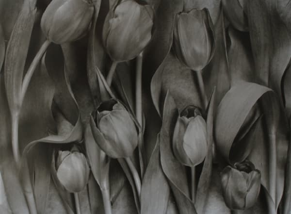John Blakemore, Tulipa - Celebrations, 1994
