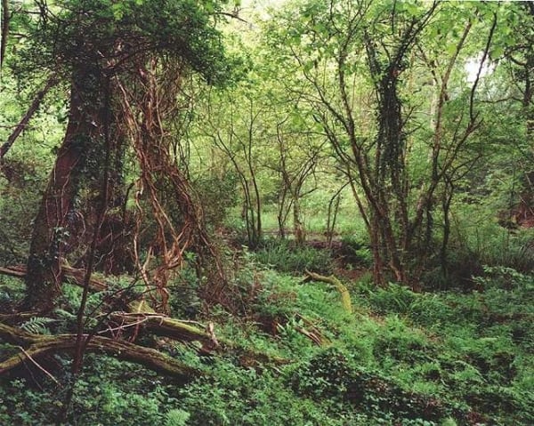 Jem Southam, The Painter's Pool, 28 May 2003 (left), 2003
