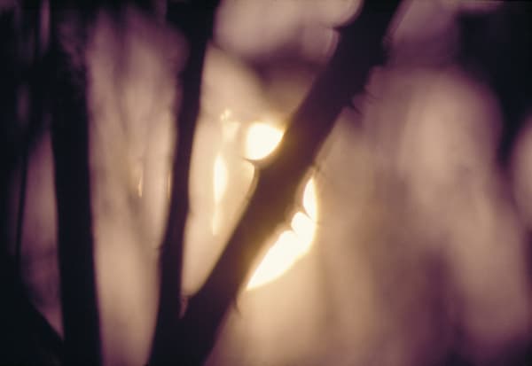 John Blakemore, From "Sun Series", 1965