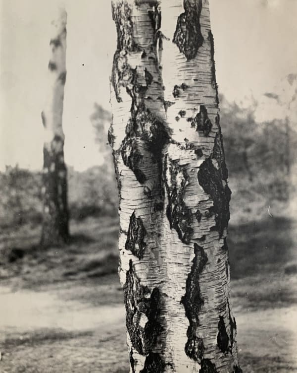 Betti Mautner, Untitled (Silver Birch), 1935