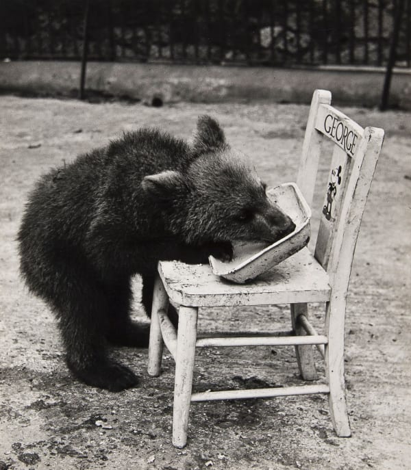Wolfgang Suschitzky, Bear, Whipsnade Zoo, 1939