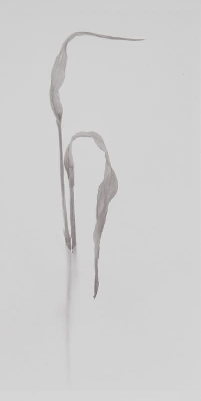 John Blakemore, Tulip - leaf series No.1-5 (set of five photographs), 1989