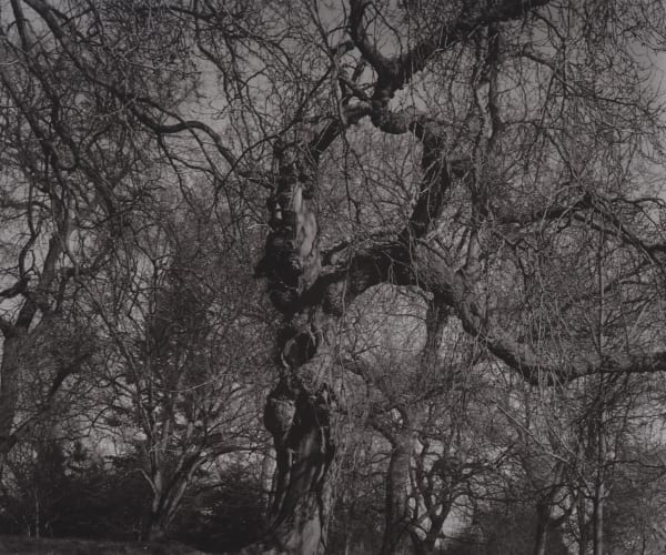 John Blakemore, Arboretum - Black Mulberry, 2016