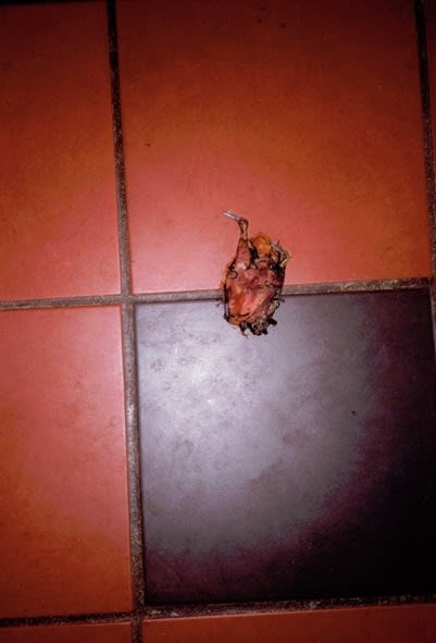 Anna Fox, 41 Hewitt Road (15), 1996-99