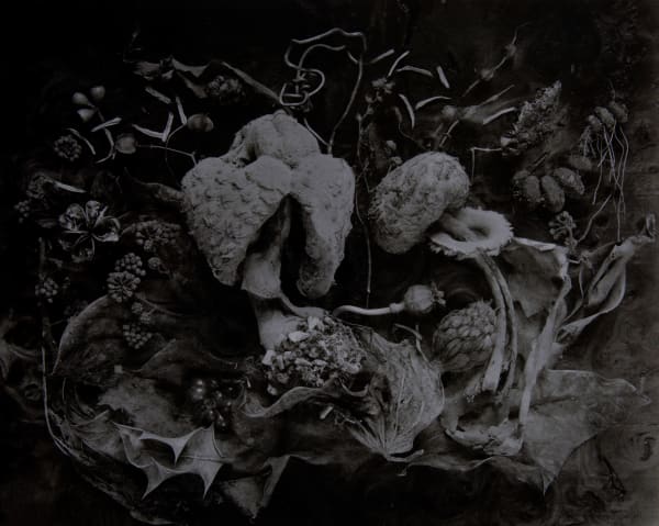 John Blakemore, From "Botanical Theatre", 2004