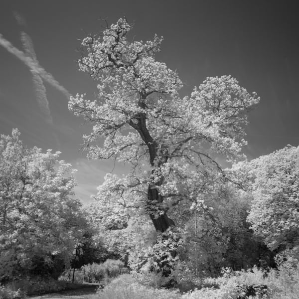John Davies, 88T Sweet Chestnut (for removal), 2018